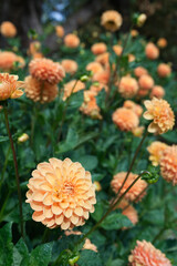 Orange Ball Dahlias Garden Daylight