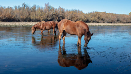 Wild horses - Small band of bay horses feeding on eel grass in the Salt River near Mesa Arizona...