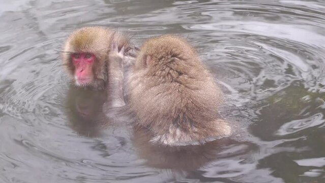 スノーモンキー（地獄谷野猿公苑）