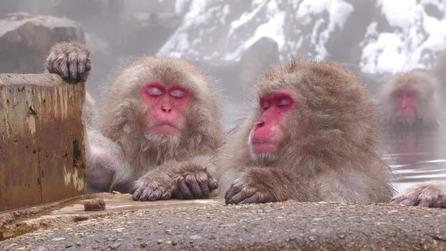 スノーモンキー（地獄谷野猿公苑）