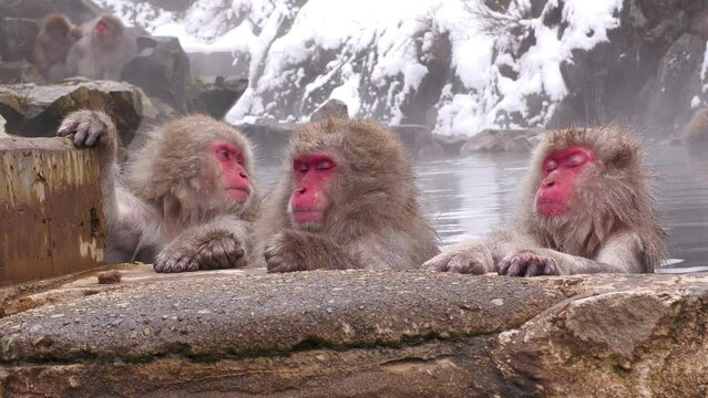 スノーモンキー（地獄谷野猿公苑）