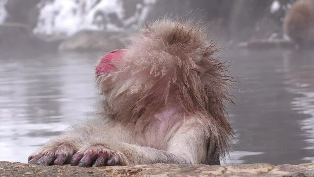 スノーモンキー（地獄谷野猿公苑）