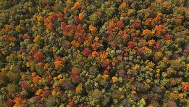 Goldener Herbstwald, Indian Summer