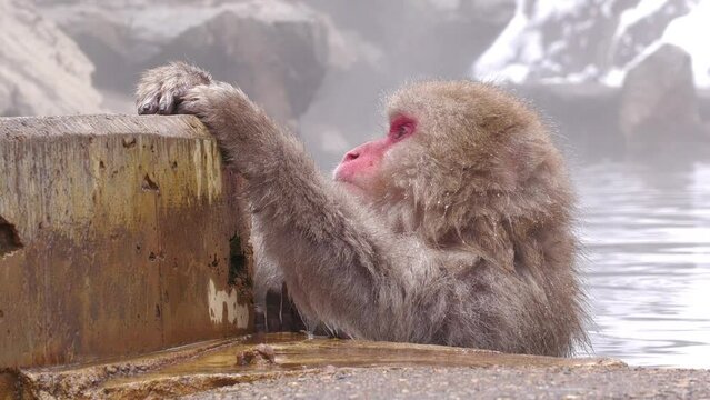 スノーモンキー（地獄谷野猿公苑）