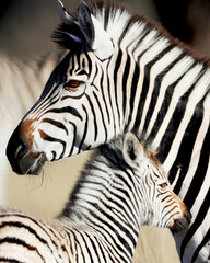 Fototapeta na wymiar zebras mother and baby close up