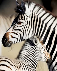 Foto op Canvas zebras mother and baby close up © Carolyn