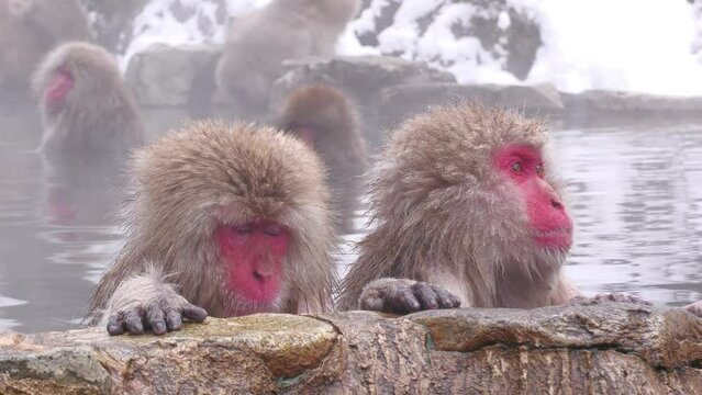 スノーモンキー（地獄谷野猿公苑）