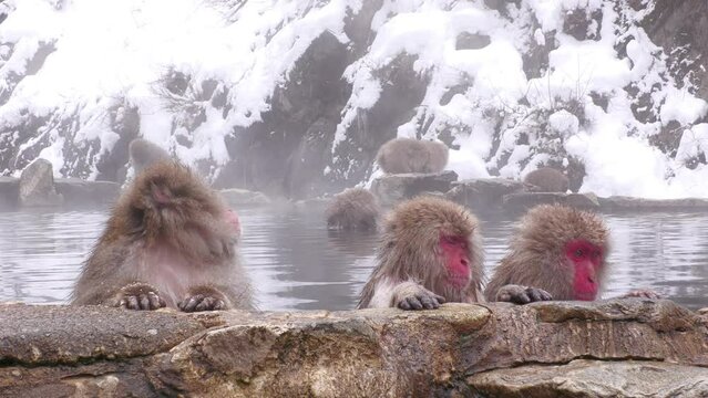 スノーモンキー（地獄谷野猿公苑）