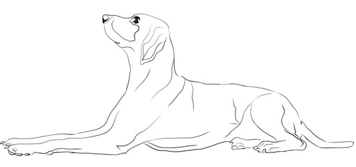 Sitting Hound rendered in brush strokes
