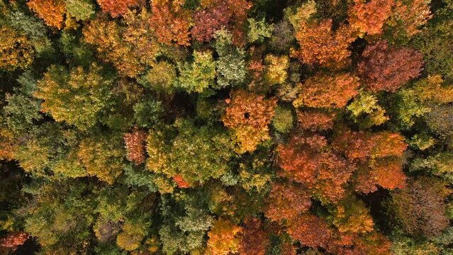 Goldener Herbstwald, Indian Summer