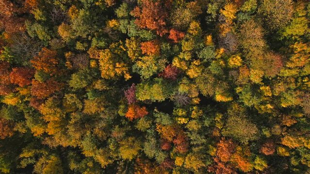 Goldener Herbstwald, Indian Summer