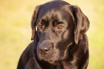 Portrait of a Labrador retriever on the background of nature. Animal, pet.