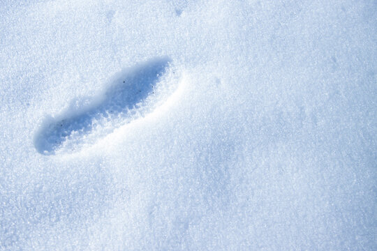 雪に残る足跡
