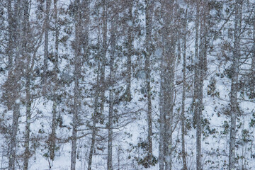 Fototapeta premium 雪化粧をした山