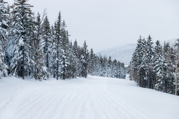 winter landscape with snow