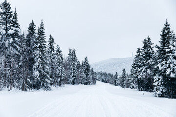 winter landscape in the mountains
