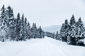 winter landscape with snow