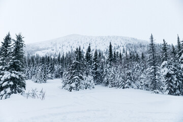winter forest in the mountains