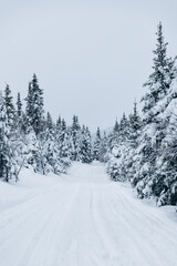 snow covered trees in winter
