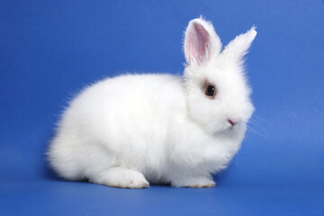 Fluffy white rabbit on blue background. Cute pet