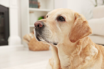 Cute Golden Labrador Retriever at home, closeup view