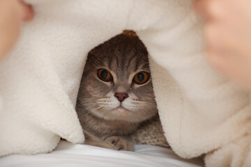 Adorable cat under white soft plaid on bed