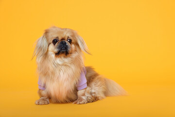 Cute Pekingese dog in pet clothes on yellow background. Space for text