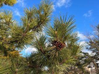 松ぼっくりがついた松の枝と青空