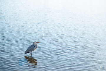 Grey Heron standing in water, Kyoto Japan