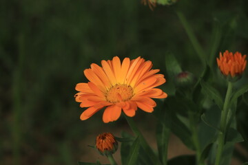 Calendula orange Flower in garden, close up macro. Blooming marigold flowering plant. Medicinal Calendula herb