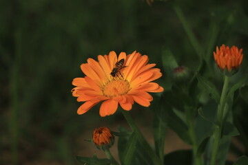 Flower calendula in the garden top view close-up. Grade Green heart.