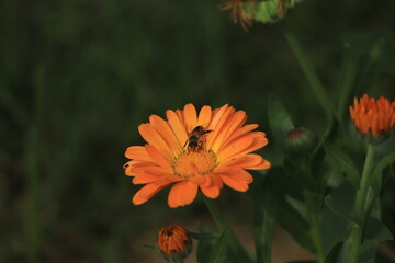 Calendula flowers in orange background