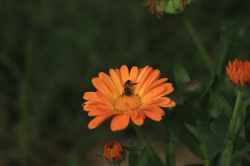 Flower calendula officinalis, pot, garden or English marigold on blurred green background.