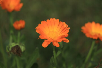 Fototapeta premium Blooming orange calendula in garden