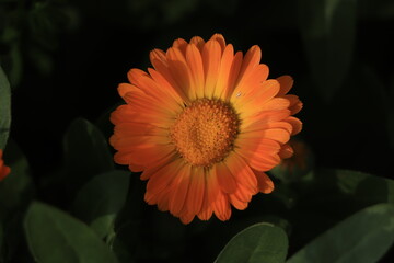 Orange calendula flower in garden