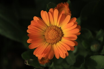 Calendula flowers in orange background