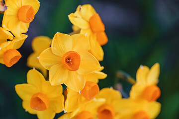 Daffodils close-up, yellow spring flowers.
