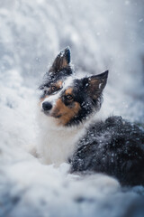 Blue merle border collie dog in snow