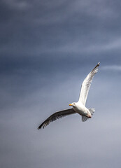 seagull flying in the sky