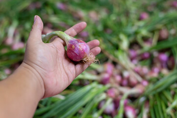 hand holding red onion on top 