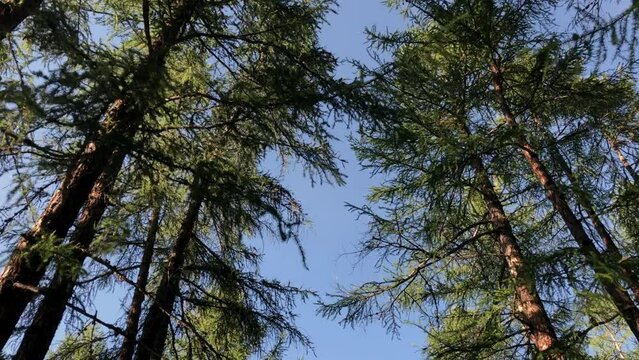 Bottom view of a walking across a swiss pine forest