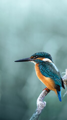 Common Kingfisher perching