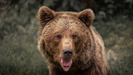 brown bear portrait ursus arctos