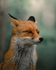 red fox portrait vulpes vulpes