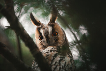 long eared owl portrait