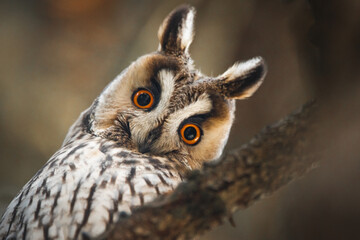 long eared owl portrait