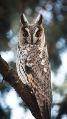 long eared owl wintering