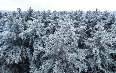 snow covered trees
-Massachusetts