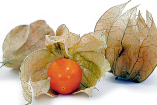 Closeup of winter cherry or Physalis isolated on white background