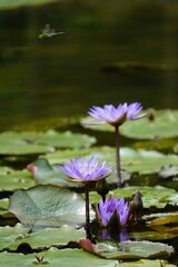 池の紫のハスの花